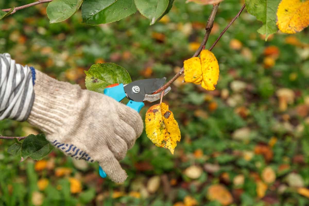 How to Prevent Fire Blight: Prune fruit trees in a sanitary manner