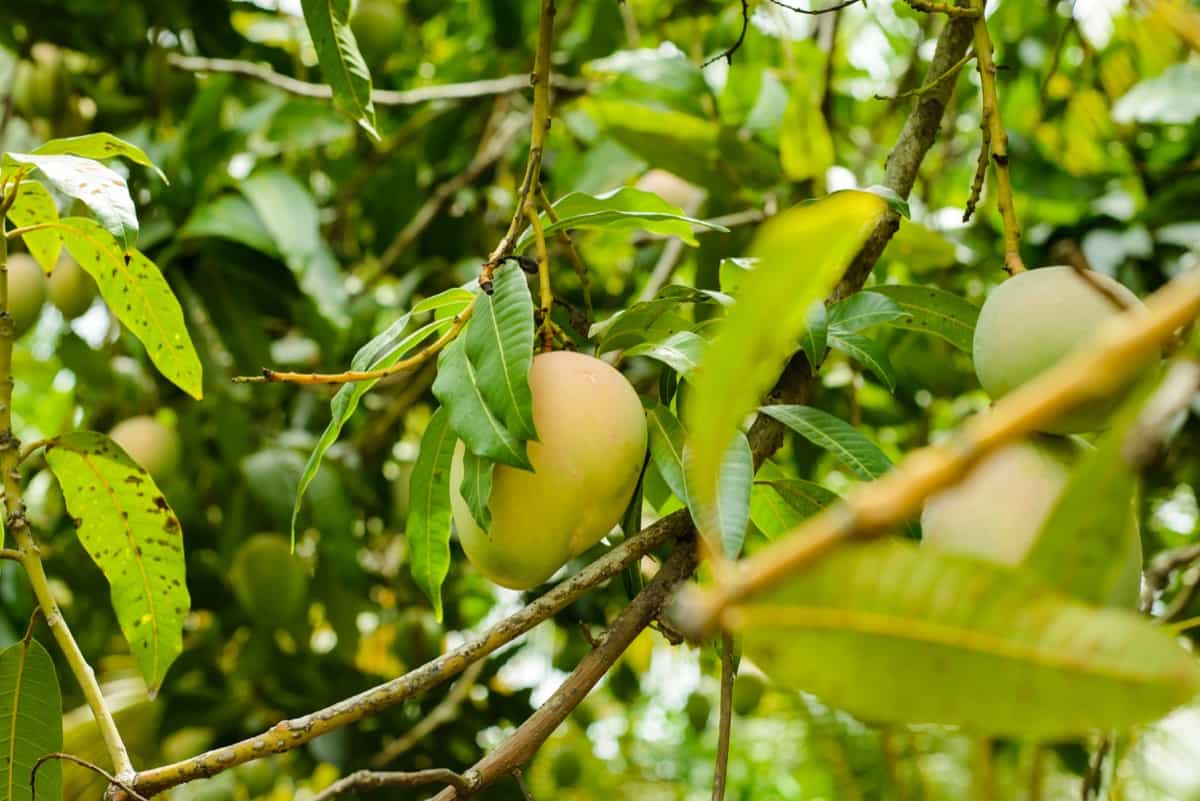 Mango trees with fruits