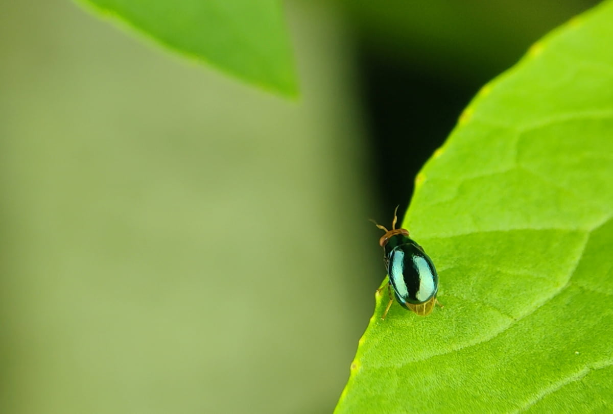 How to Prevent Flea Beetles in Your Garden