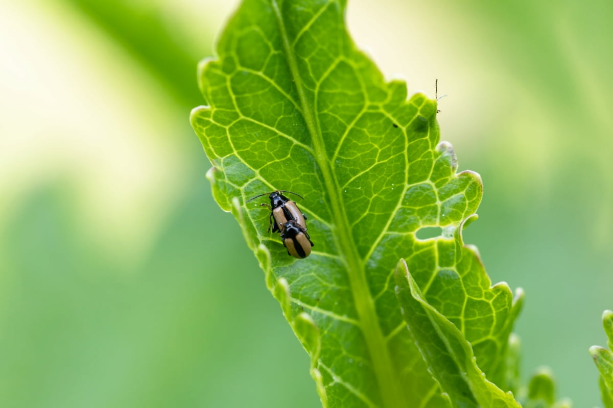 Close-Up Flea Beetle