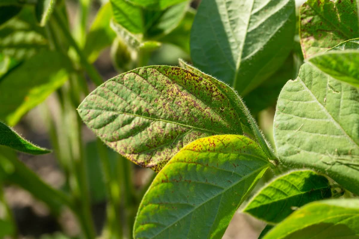 Soybean Leaf Spot
