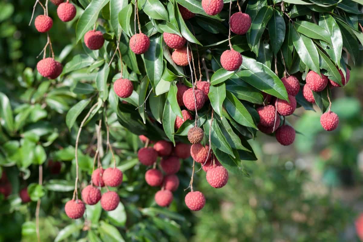 Litchi Fruits Ready to Harvest in a Plantation