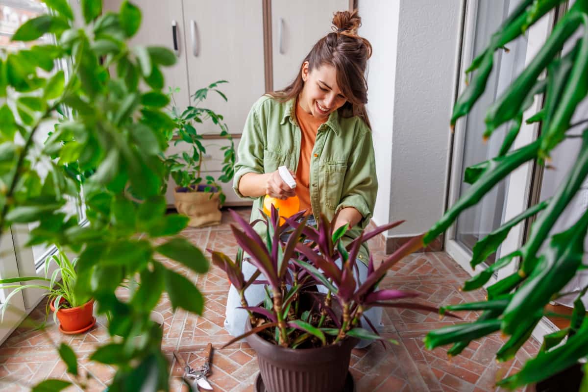 Woman Spraying Houseplant Leaves with Water