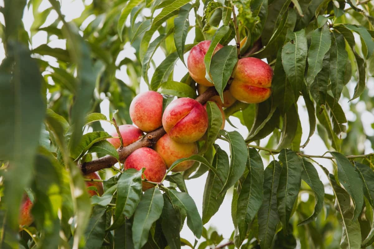 How to Prevent Nectarine Cracking