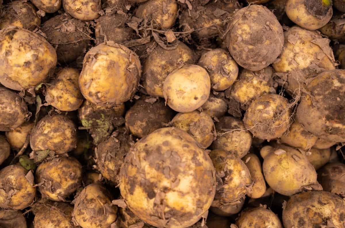 How to Prevent Potato Scab