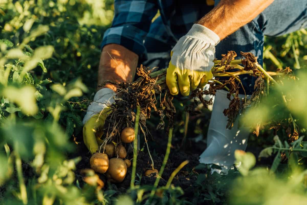 Harvesting Potato