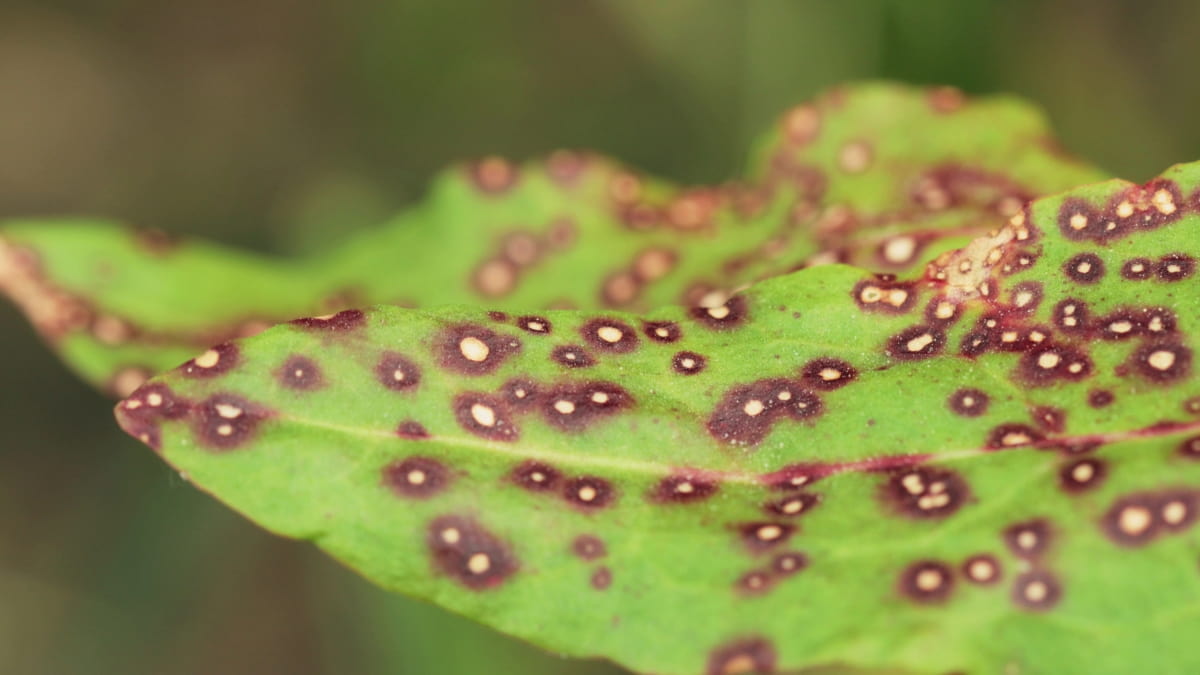 How to Prevent Rust Fungus in Plants