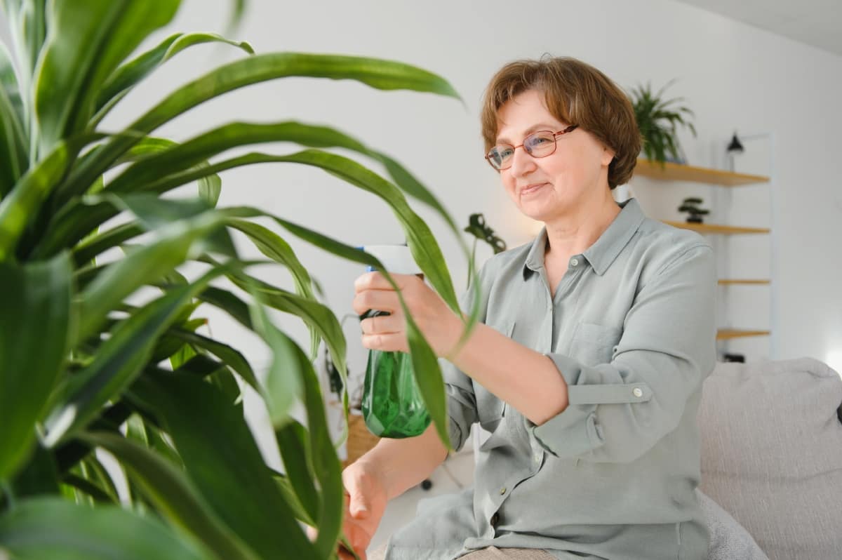 Caring for House Plant