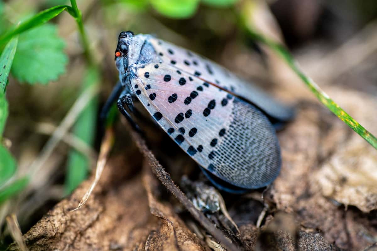 How to Prevent Spotted Lanternflies