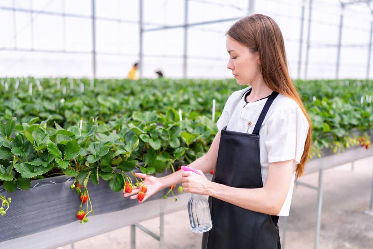 How to Prevent Strawberry Fruit Rot Naturally