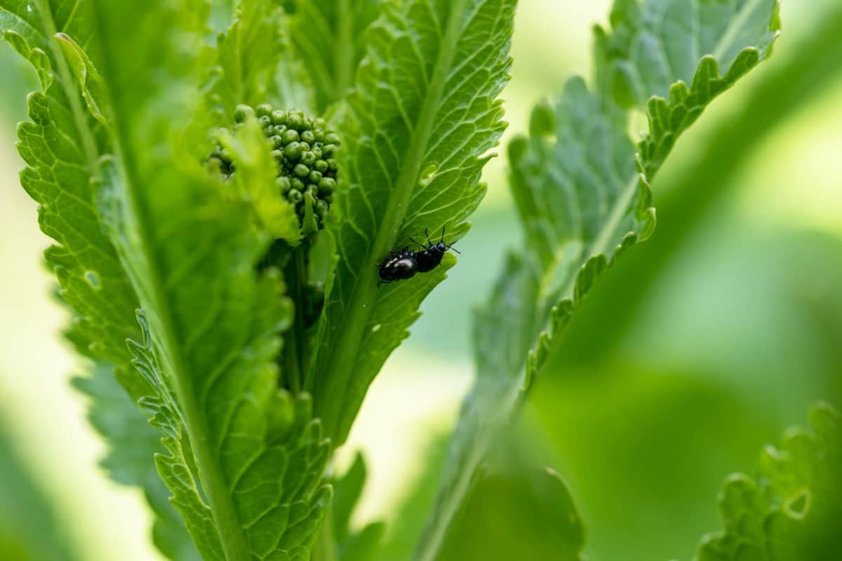 How to Stop Insects Eating Plant Leaves Naturally