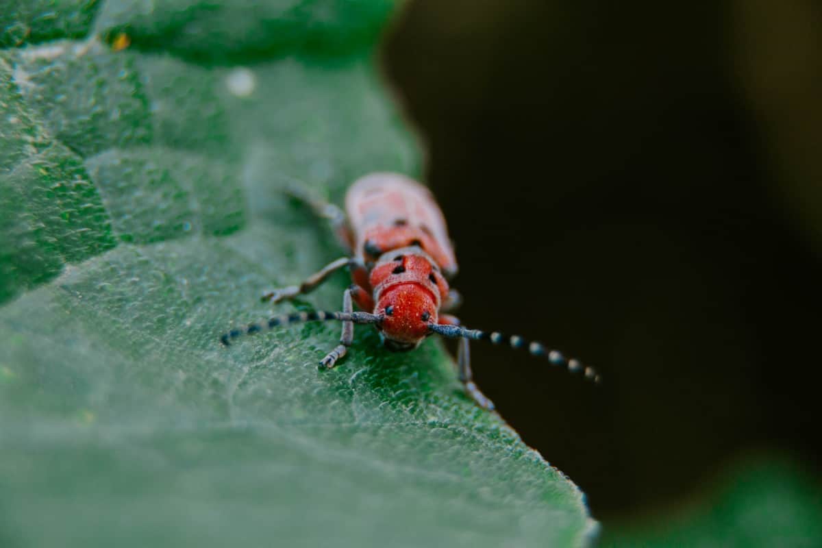 Insect Red