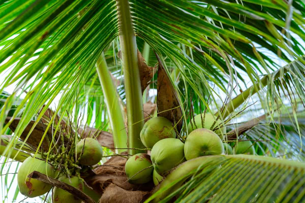 Bunch of Coconut on Coconut Tree