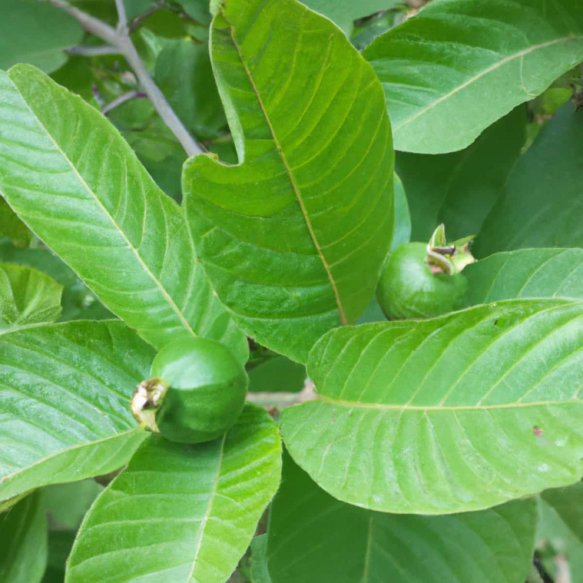 How to Treat Common Guava Fruit Diseases