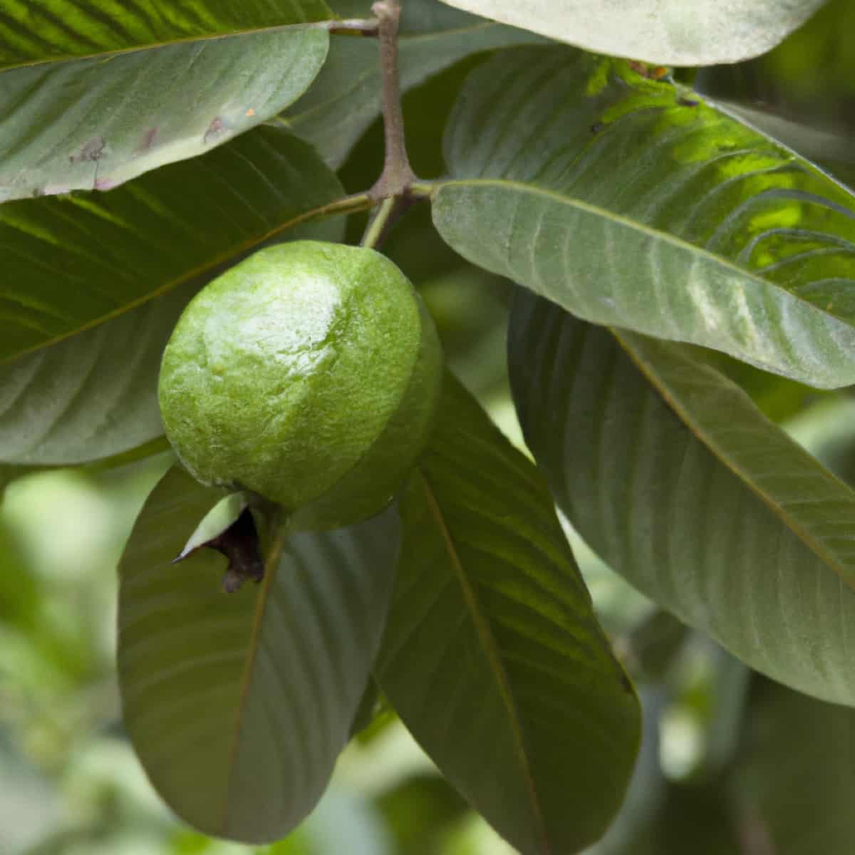 Guava Tree 