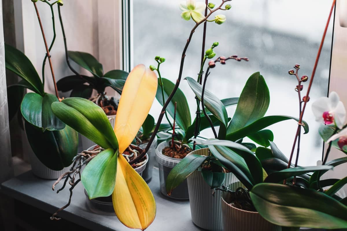 How to Treat Root Rot Naturally in Houseplants
