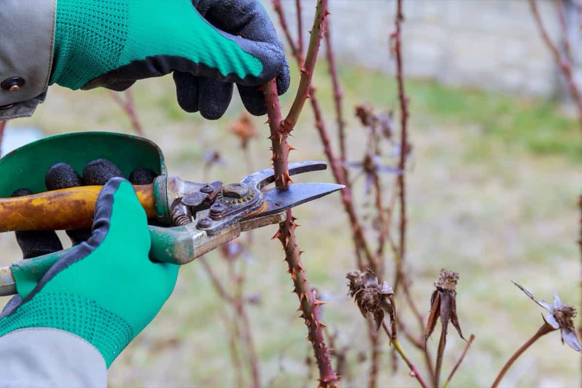 Pruning stem roses with garden shear