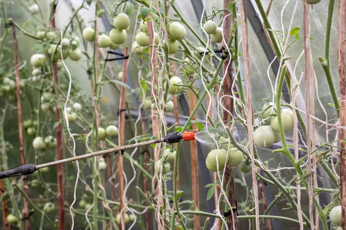 Tomato Plant Pest Control