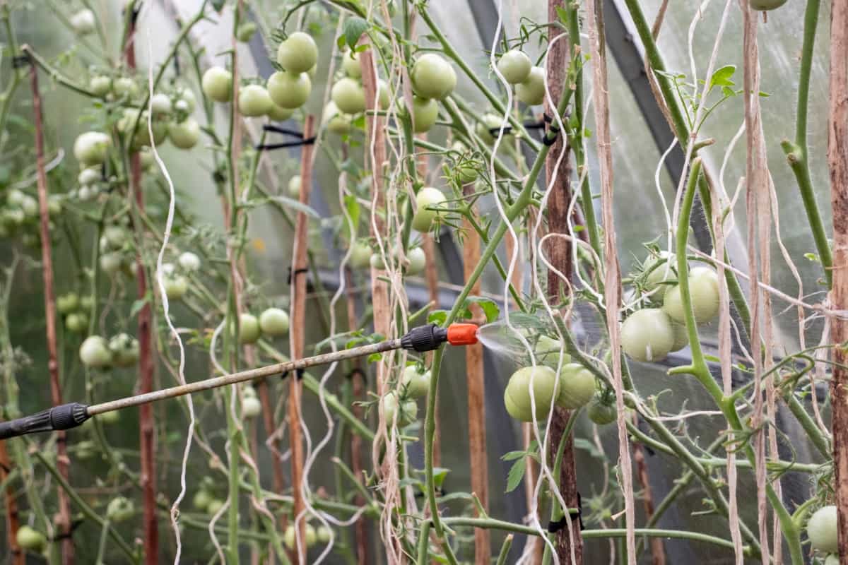 Spraying Green Tomatoes from Pests in The Greenhouse