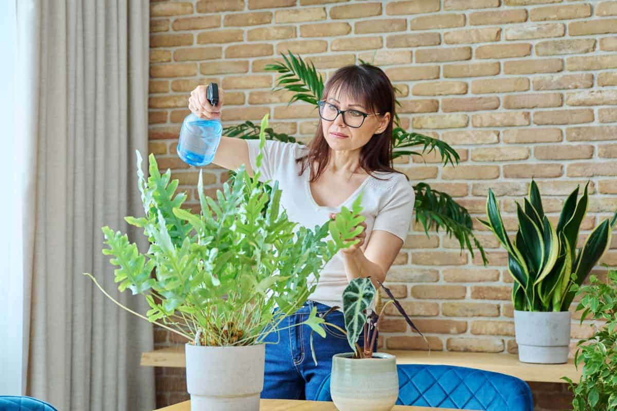 Spraying Indoor Plants