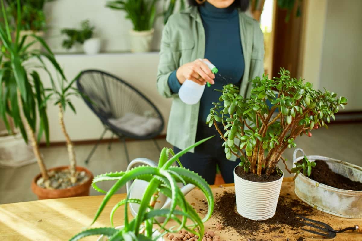 Taking Care of Home Plants