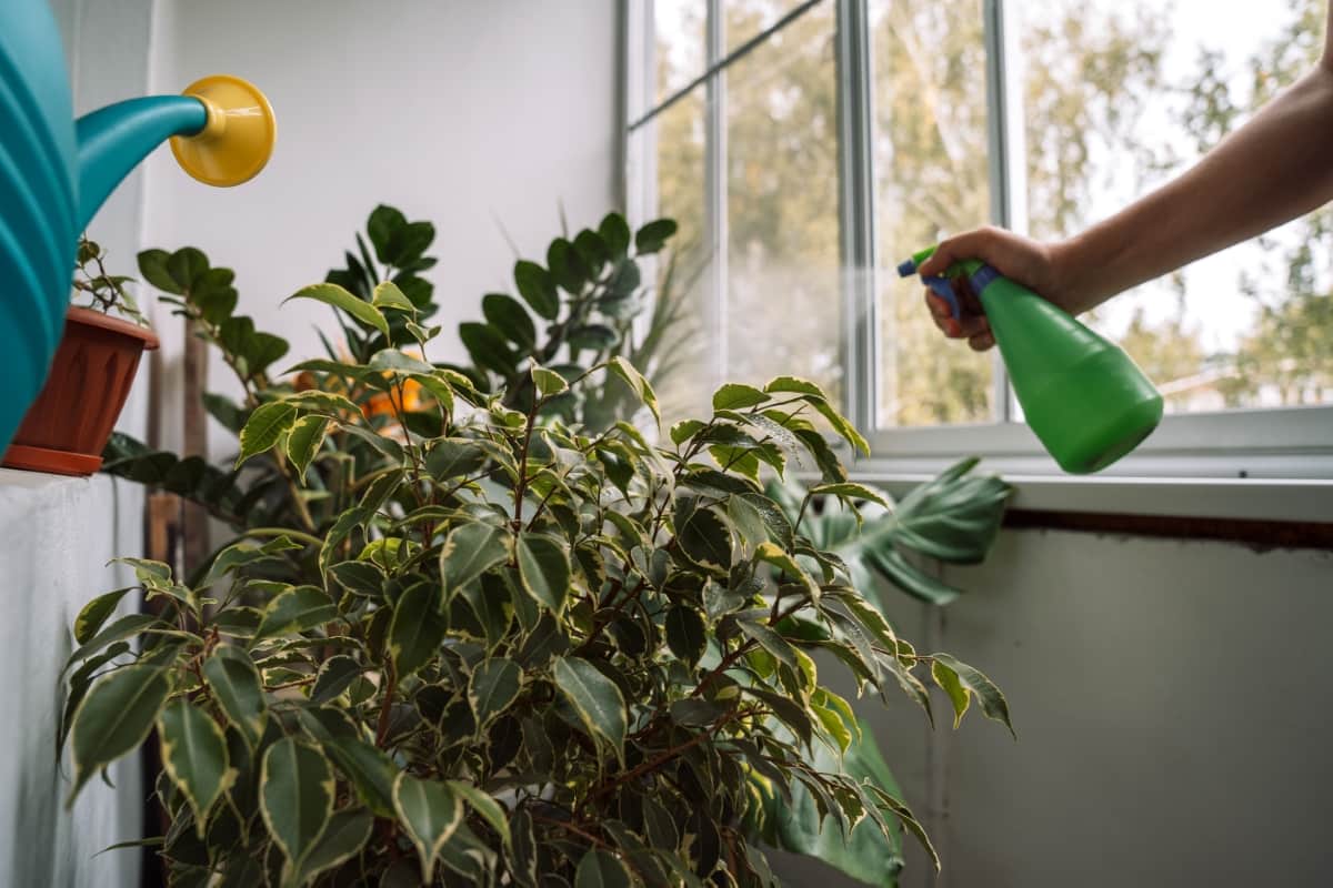 Spraying and Caring for Indoor Plants 
