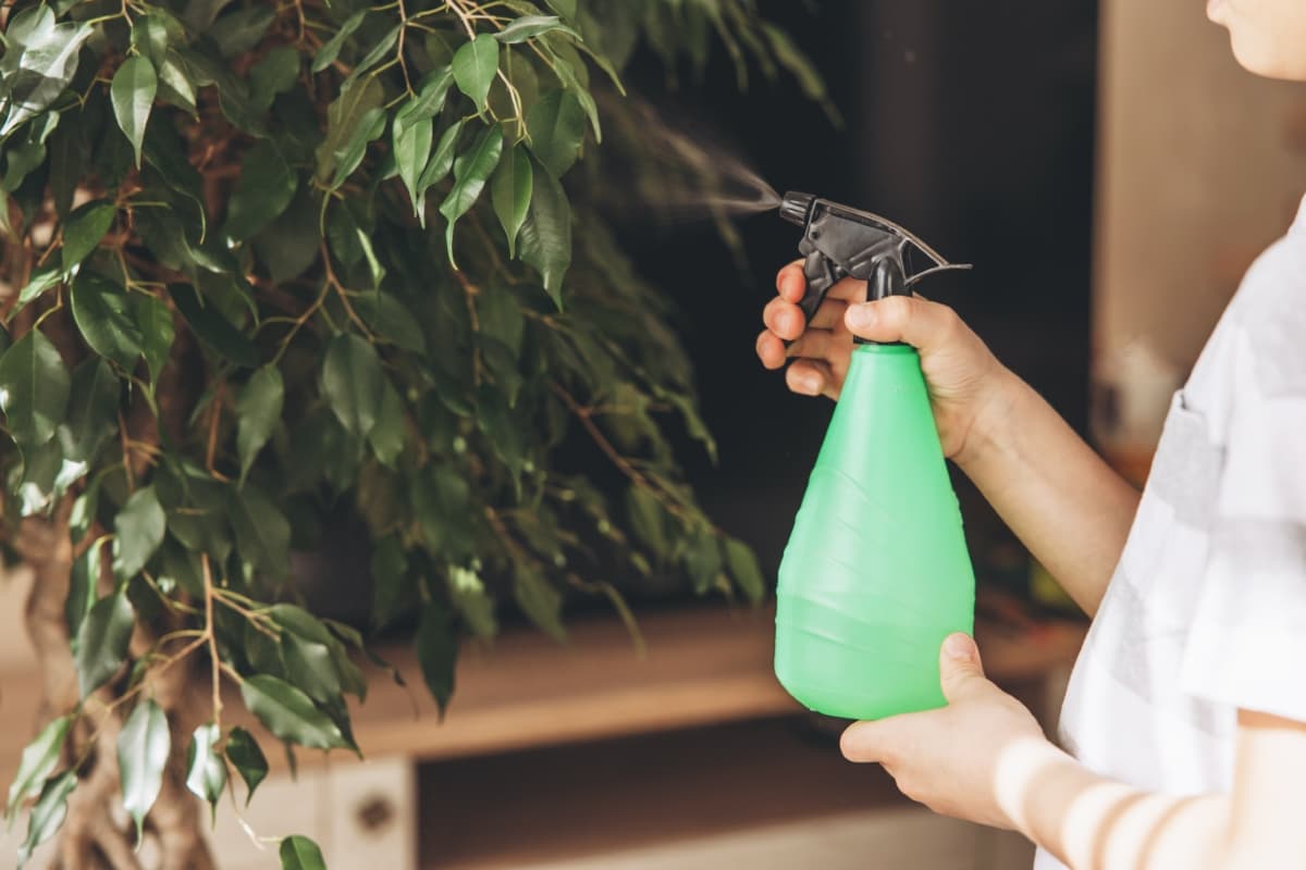 Spraying Ficus Leaves