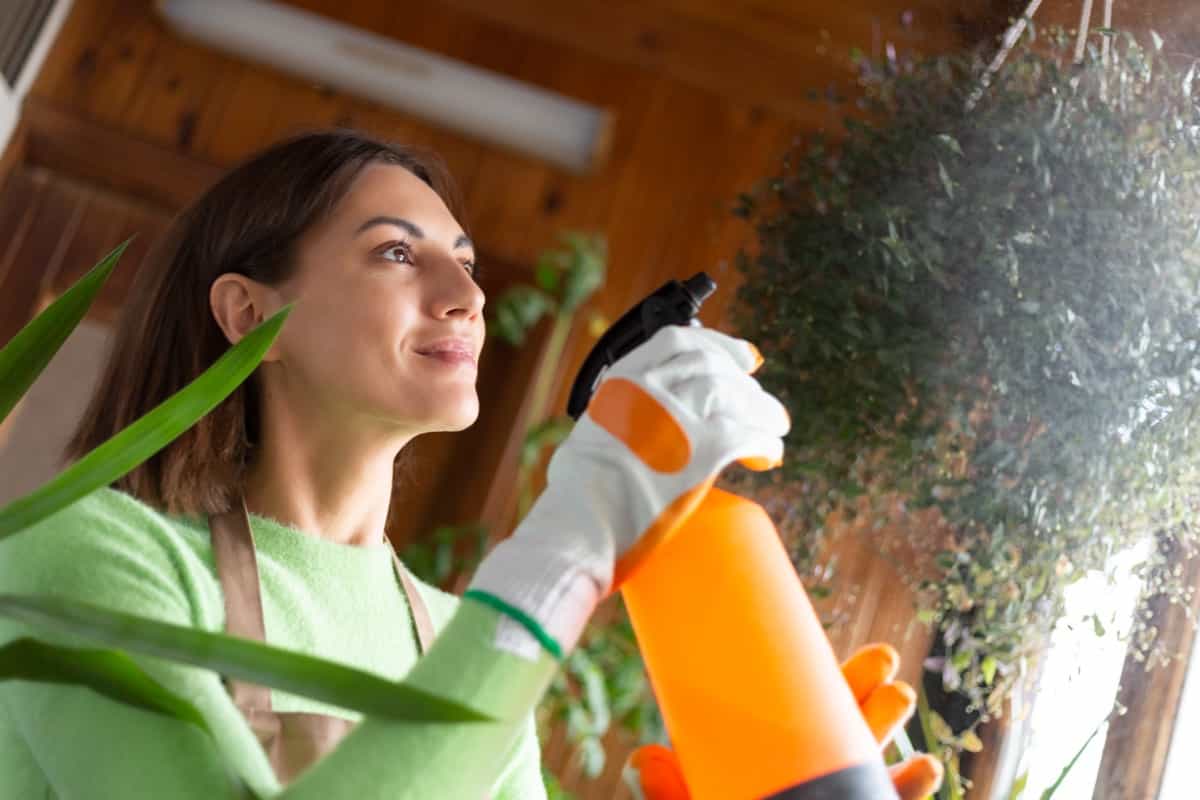 watering indoor plants using spray