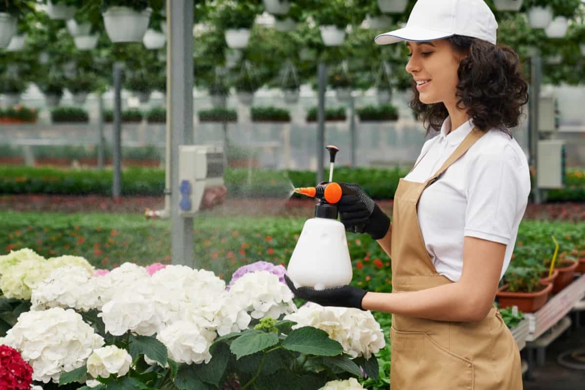 watering flowers in modern greenhouse