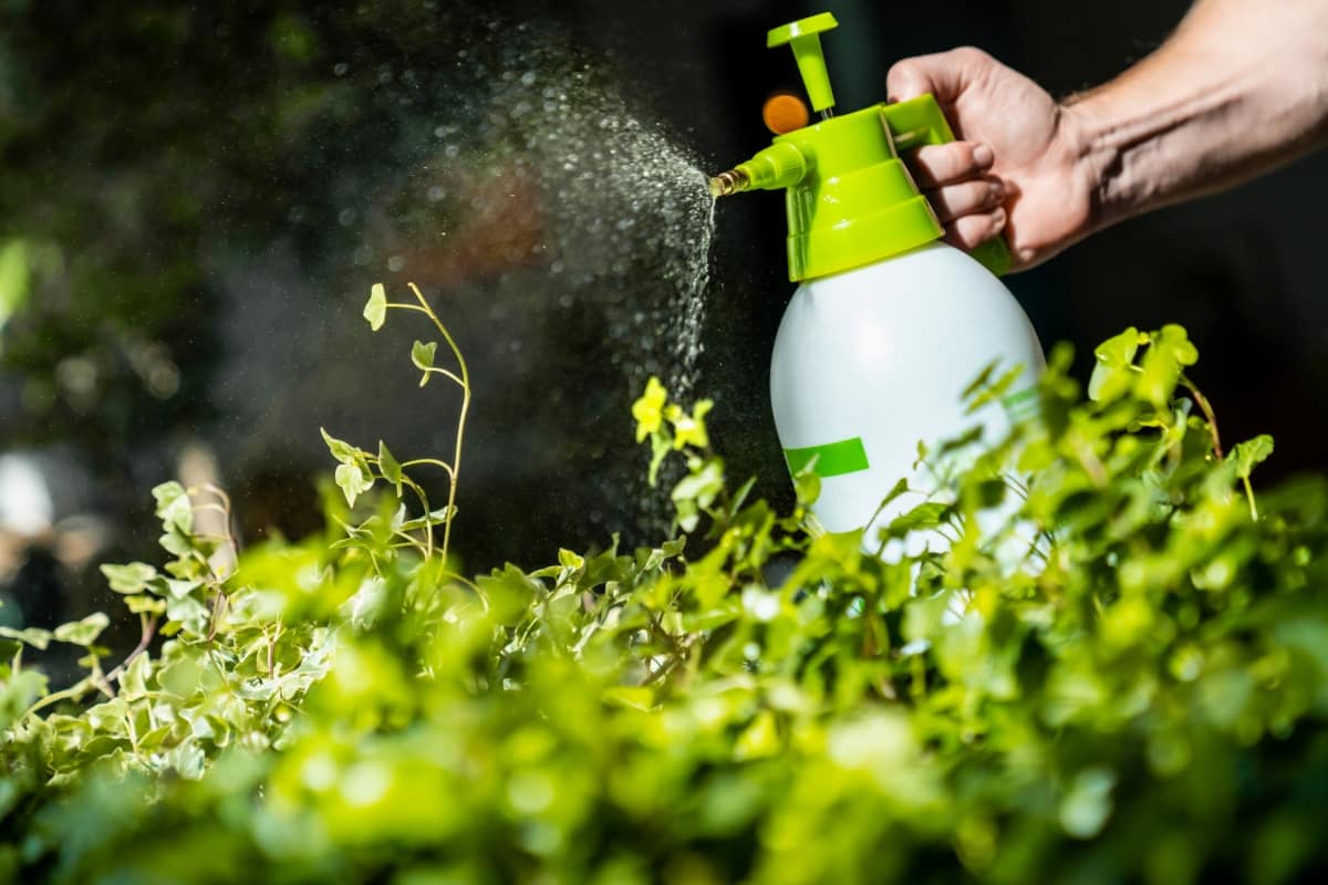 How to Use Lemongrass Oil for Pest Control
