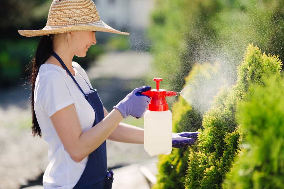 How to Use Neem Oil on Backyard Plants