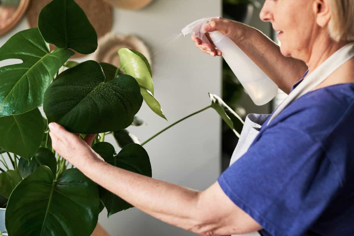 spraying potted plant in the house