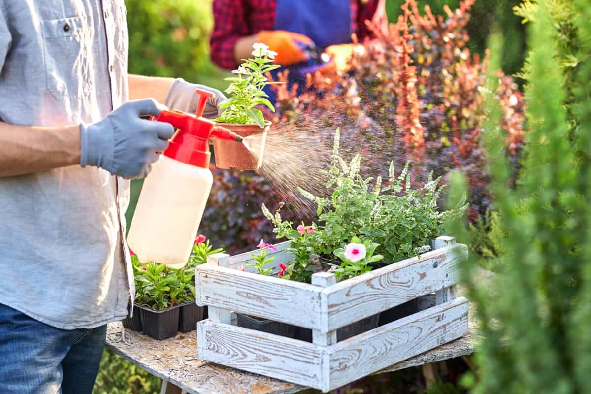gardener in garden gloves sprays water on the pots with seedlings