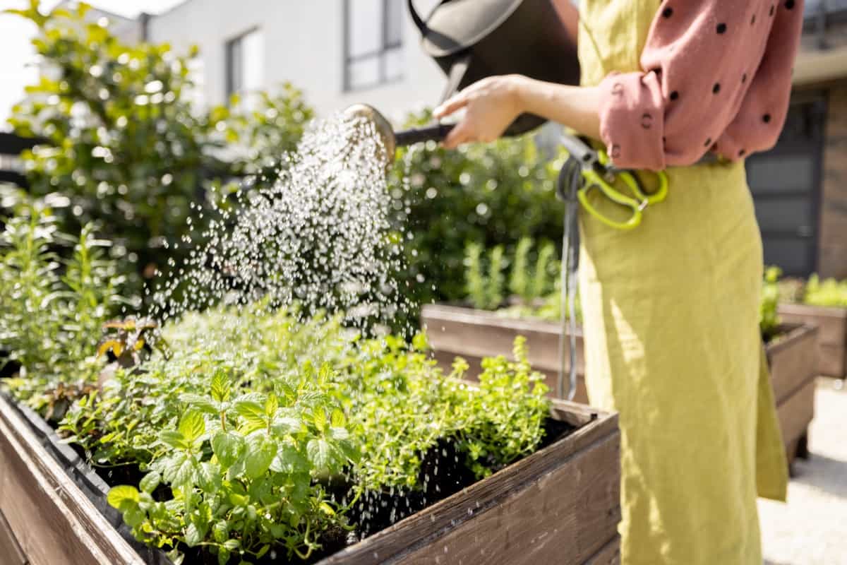 watering fresh herbs at home vegetable garden
