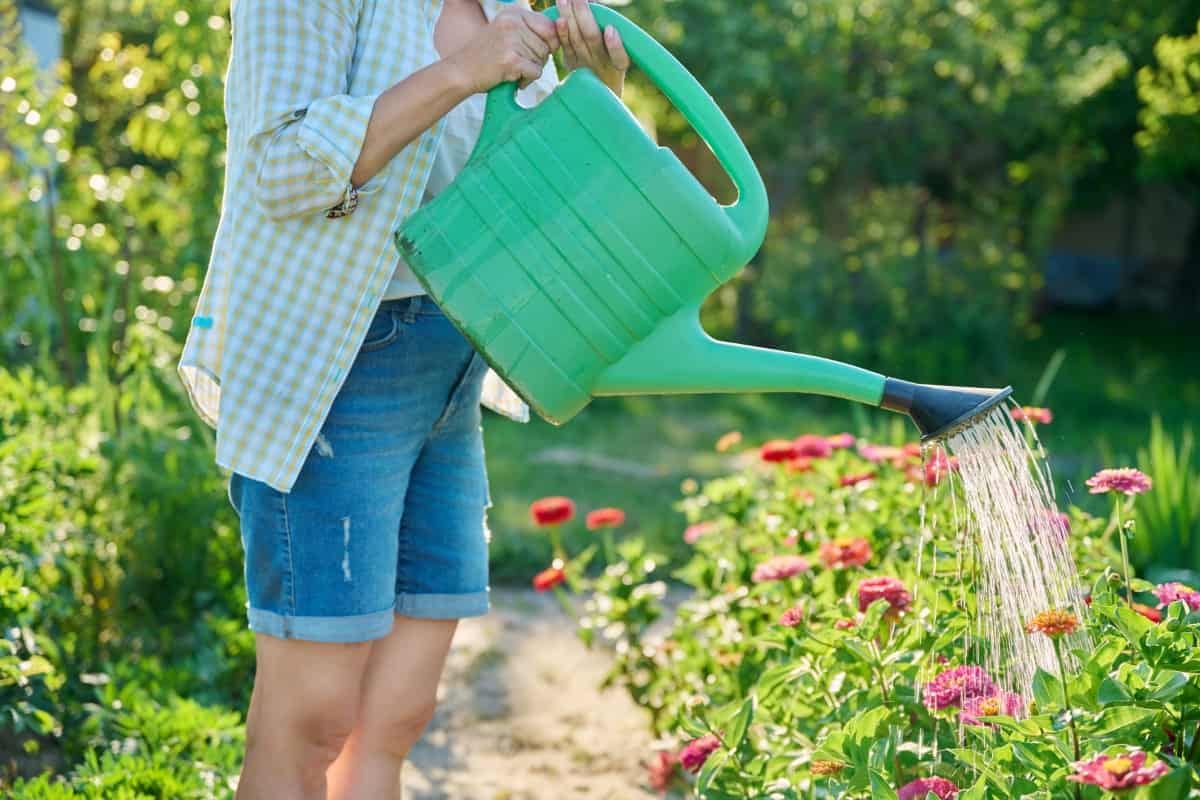 Watering Zinnia Flowers 