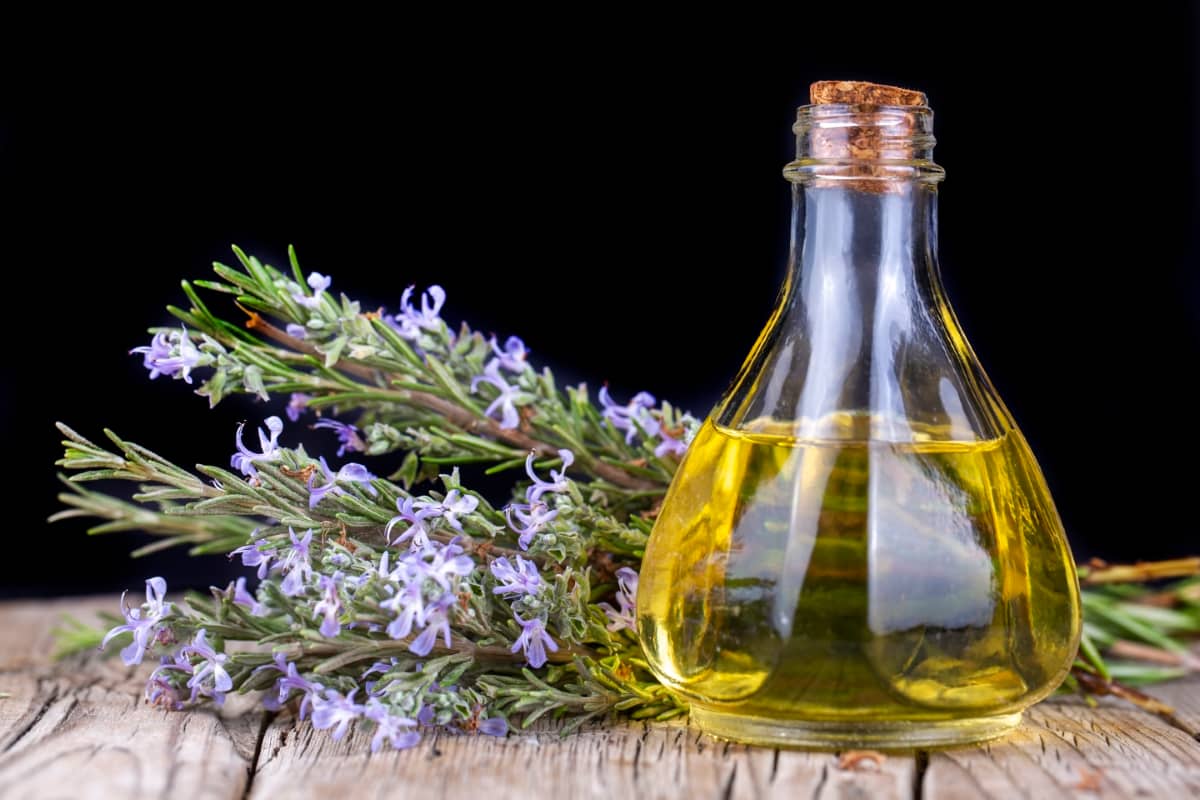 How to Use Rosemary Oil for Pest Control