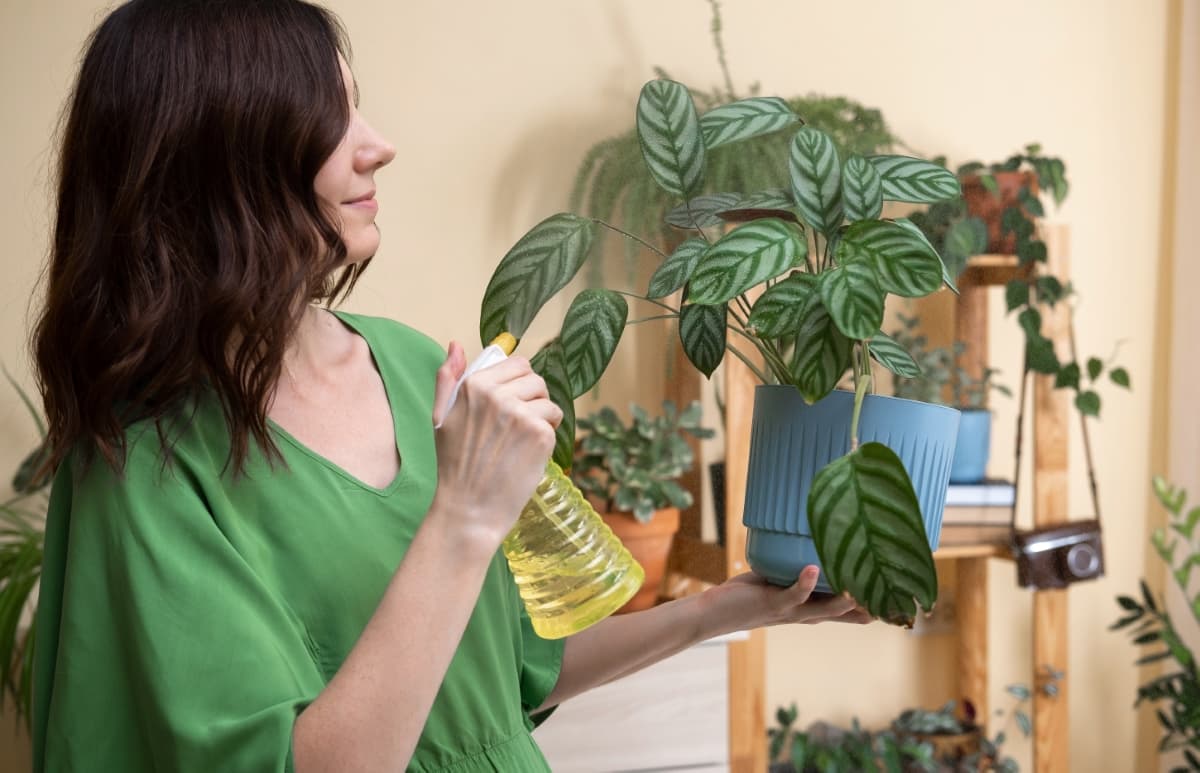 Watering Potted Plants