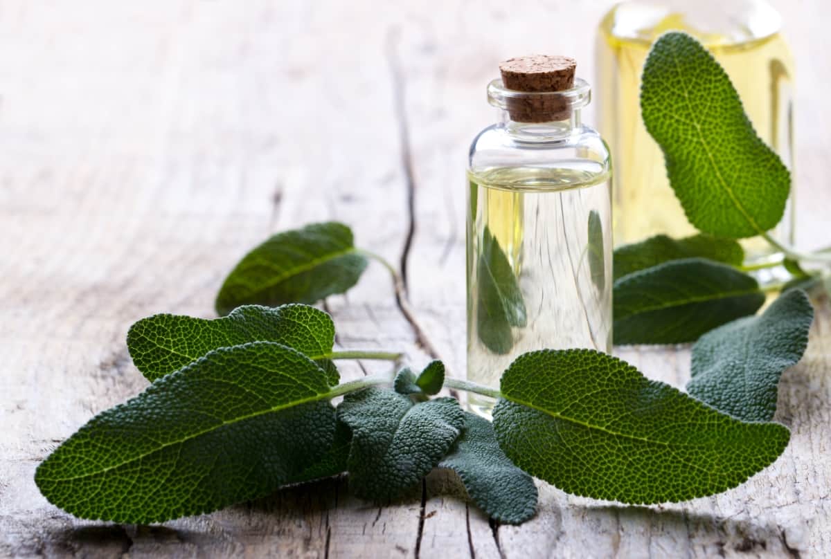 How to Use Sage Oil for Pest Control
