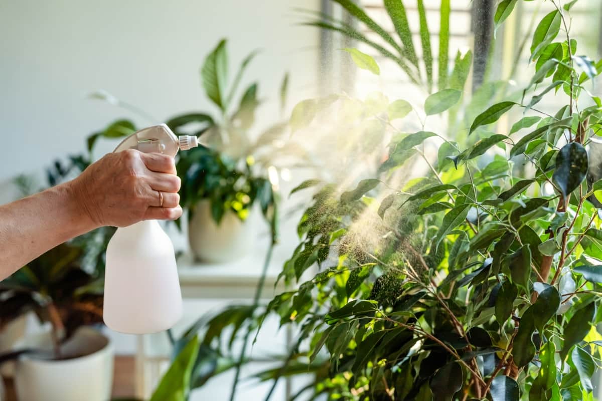 Spraying Water at Houseplants 