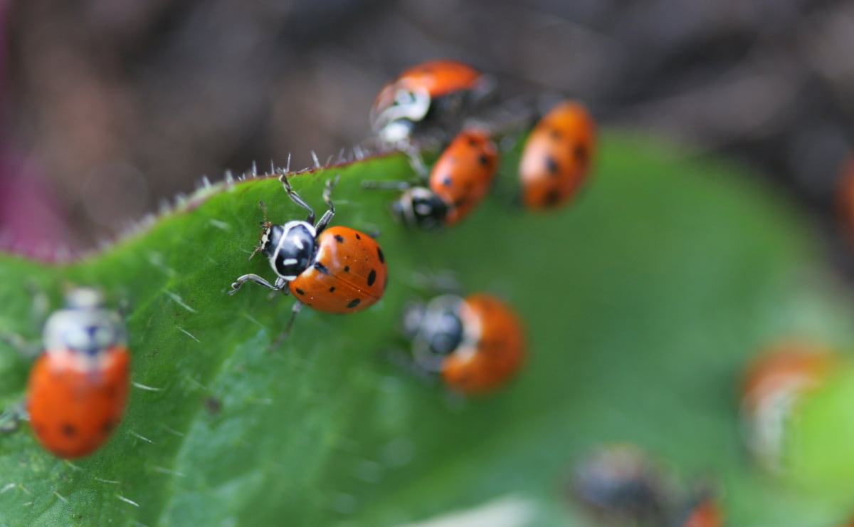 Group of Ladybugs on A Green Leaf