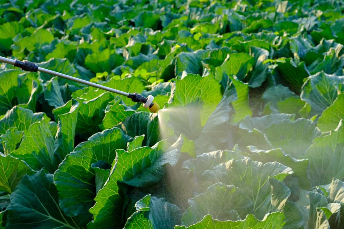 Spraying Insecticide on cabbage vegetable plant