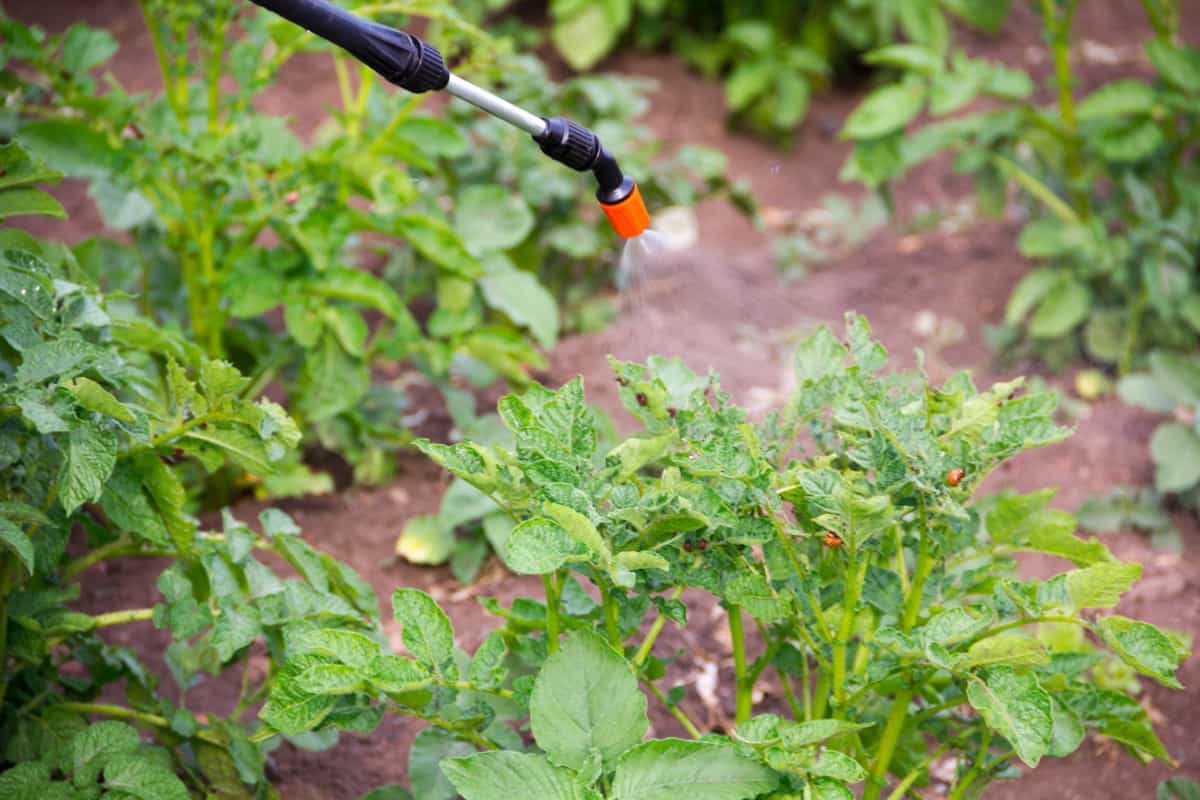 Spraying on the garden plants to prevent pests