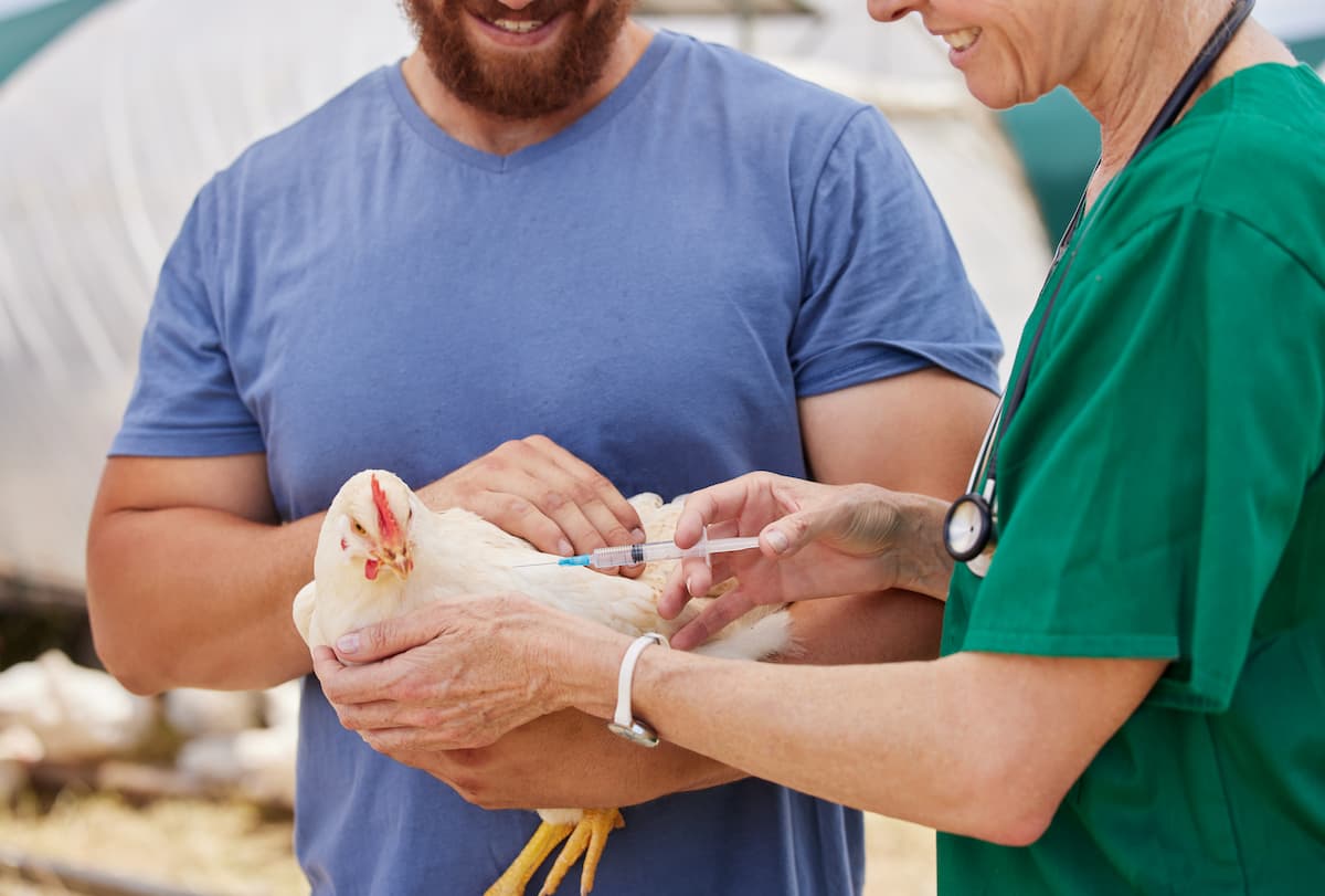 Vaccination for Poultry Bird
