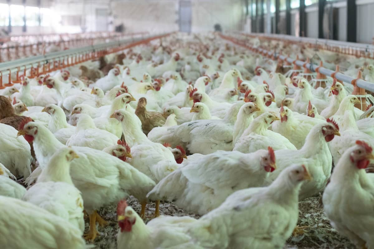 Large Scale Poultry Farming