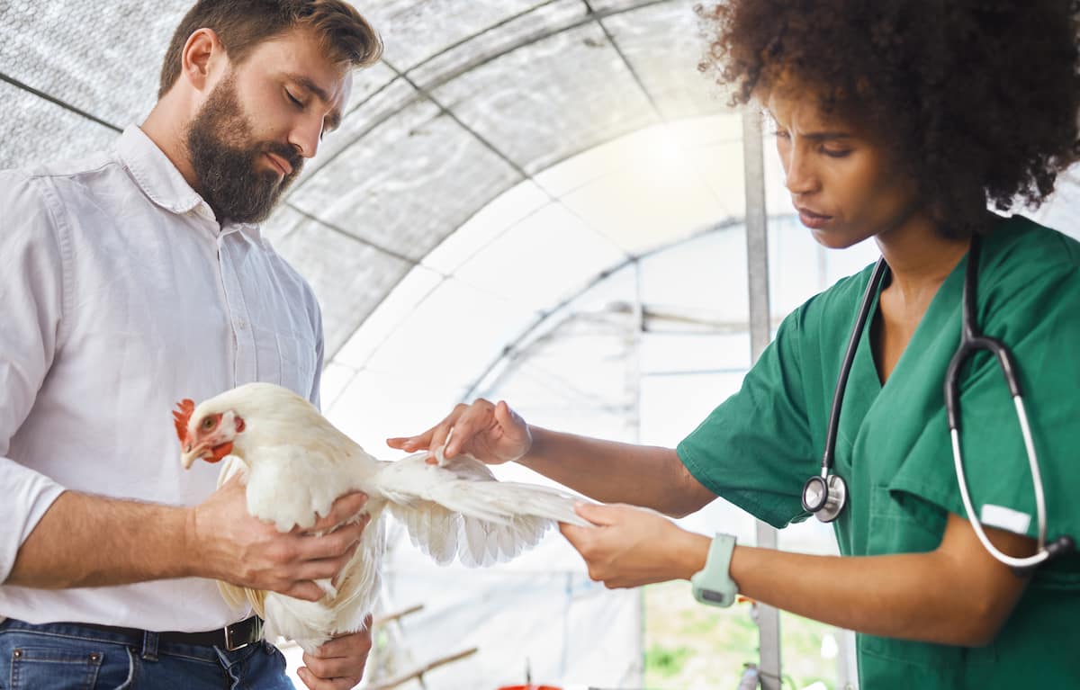 Infectious Coryza Management in Chicken