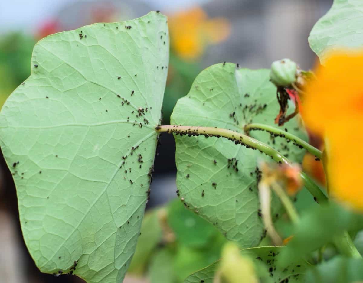 Insect Pests of Vegetable Crops in the Midwest: Aphids infestation in nasturtium flowers in a garden
