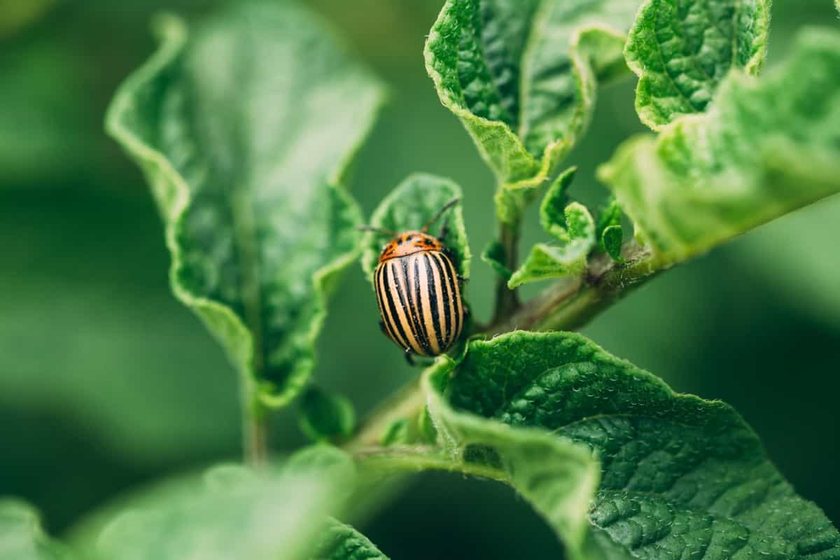 Potato Striped Beetle on a plant