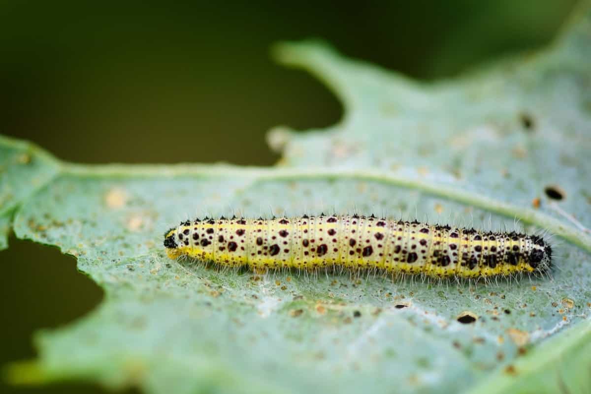 caterpillar pest eating leaf