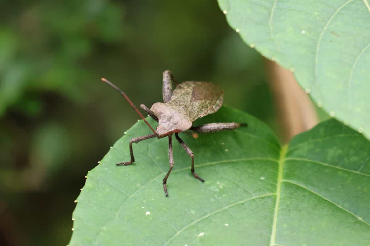 Squash bug on leaf