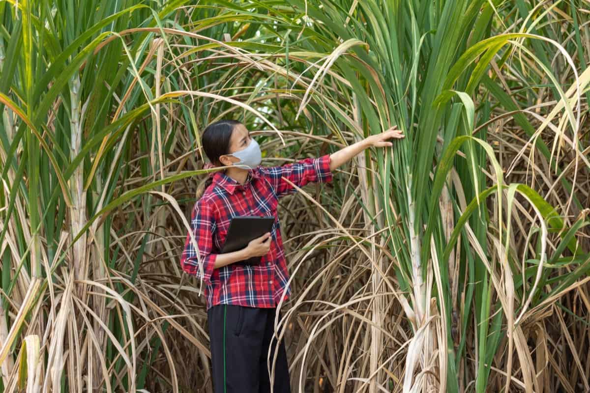 Internode Borer Management in Sugarcane